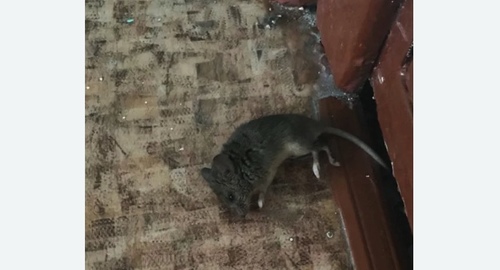 Дезинфекция от мышей в Киреевске