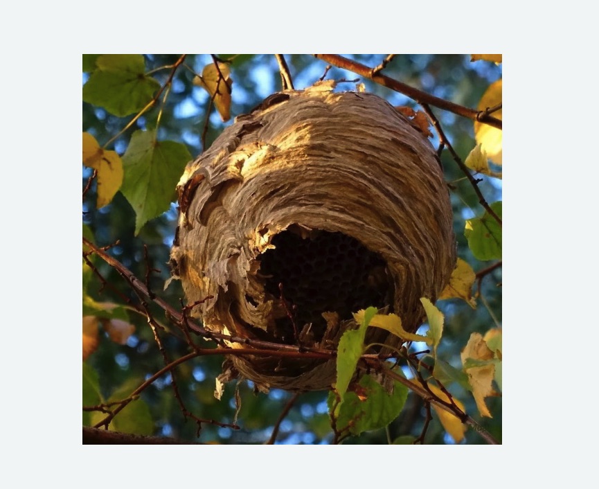 Обработка от шершней в Киреевске