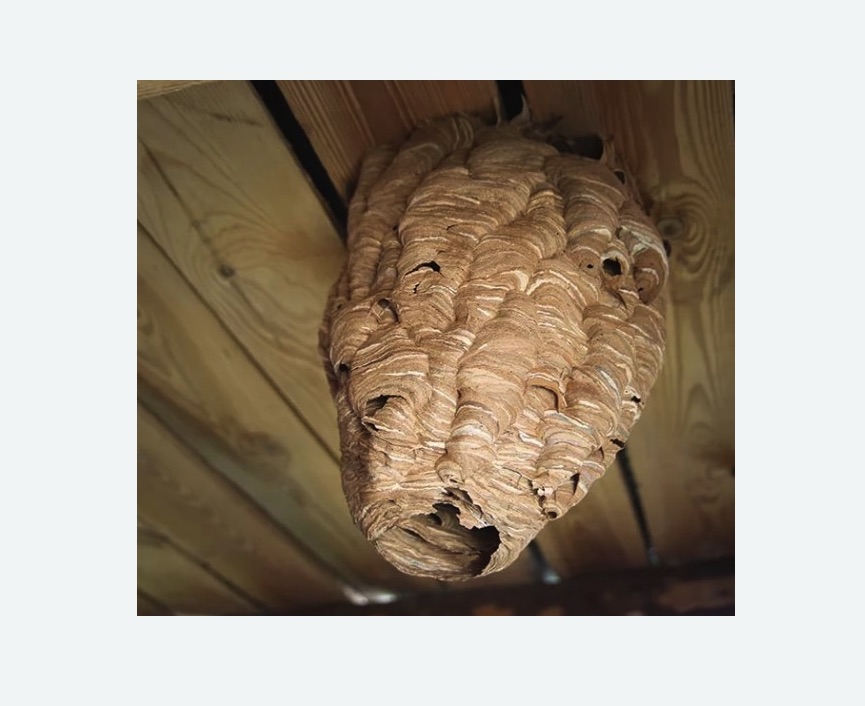 обработка от шершней в Киреевске