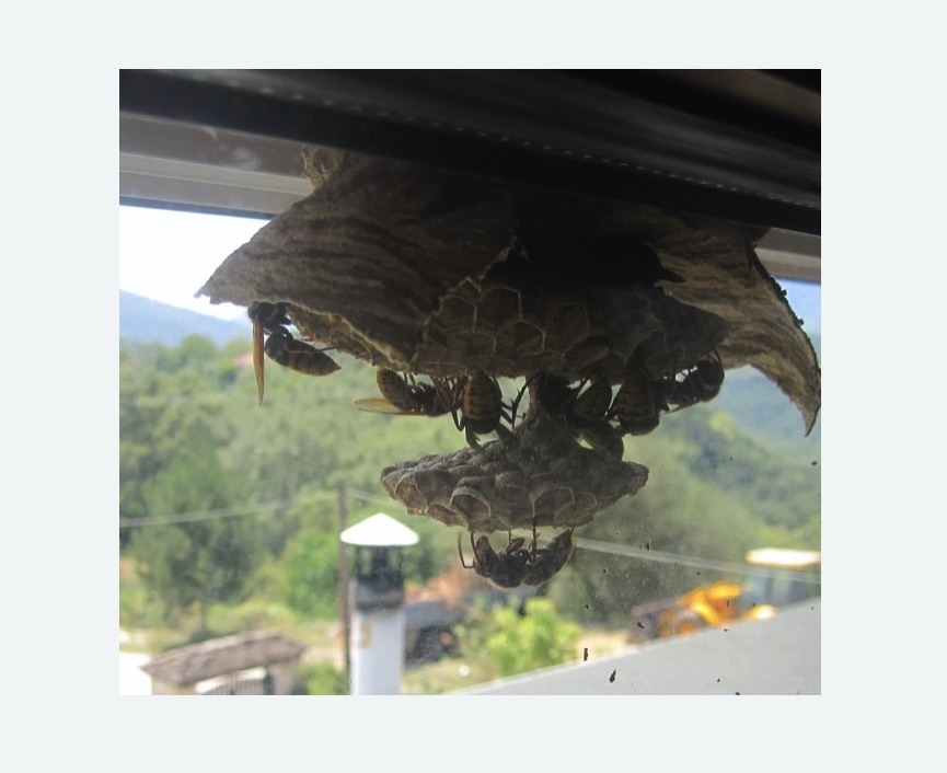 Уничтожение гнёзд шершней в Киреевске