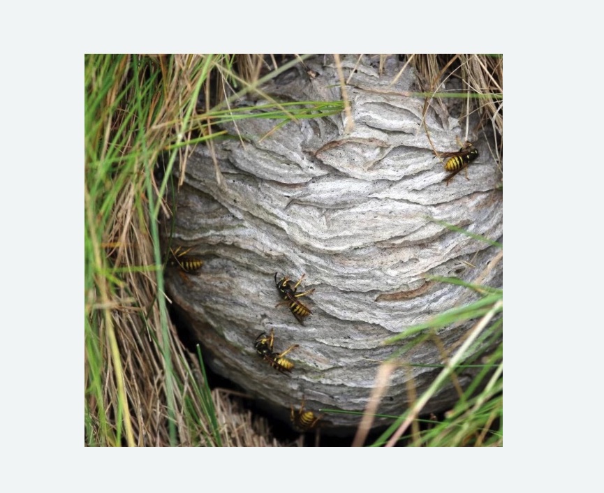 Уничтожение ос и ульев в Киреевске